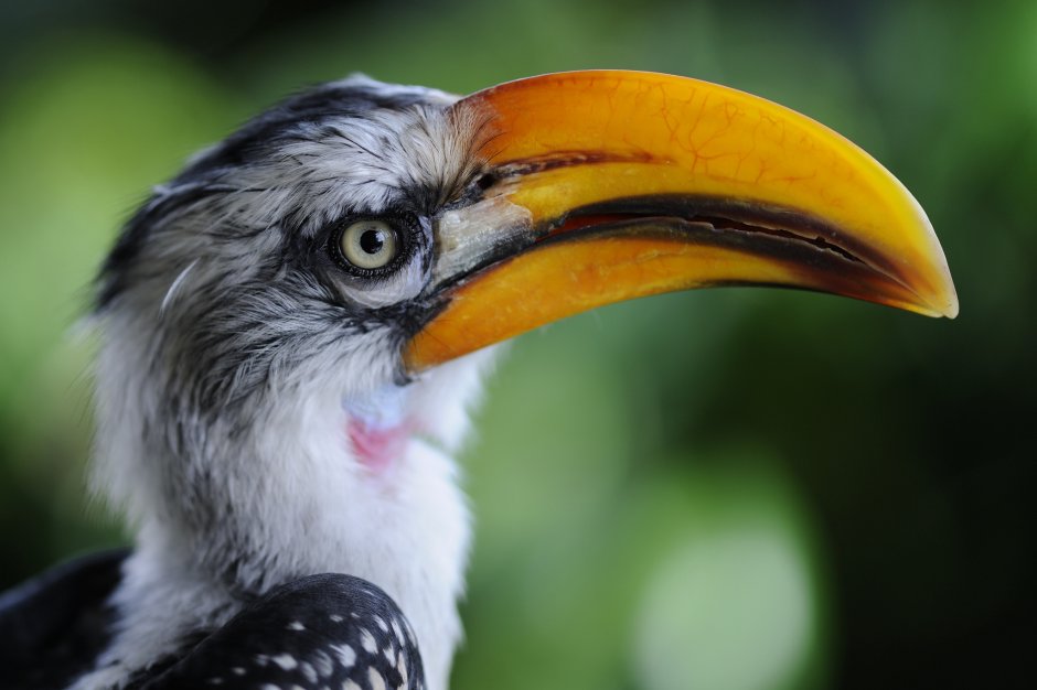 Птица с мощным клювом