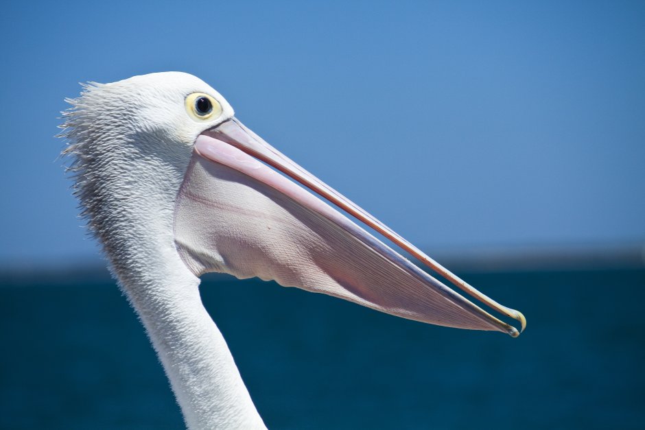 Морской Пеликан