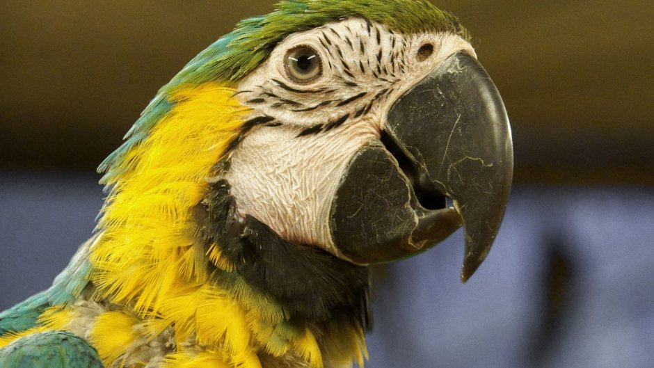 Попугай Макросъемка
