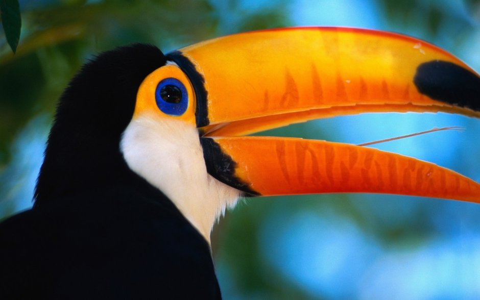 Бразилия птица Тукан