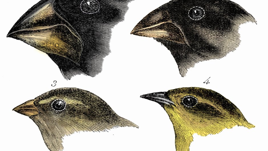 Вьюрки Дарвина