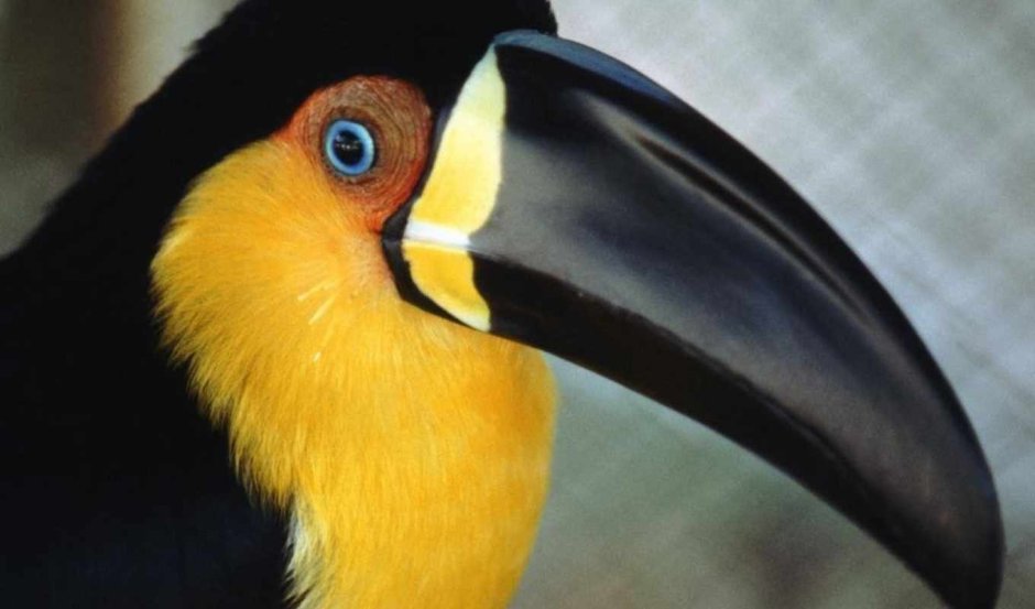 Чёрный попугай с большим клювом