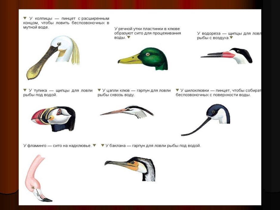 Форма клюва у птиц в зависимости от питания