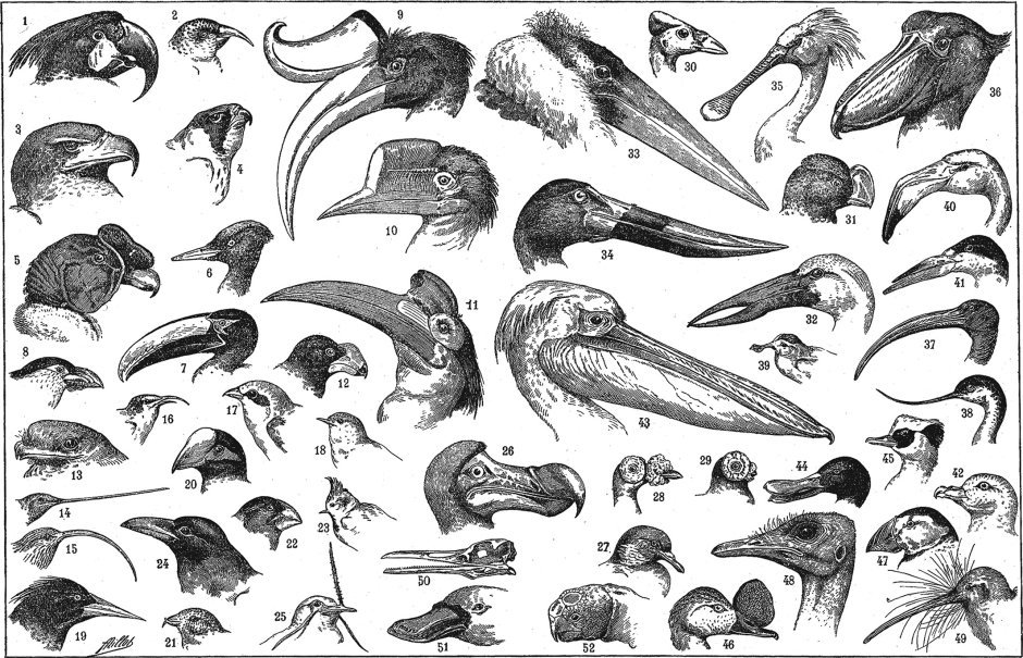 Beak животных рисунок