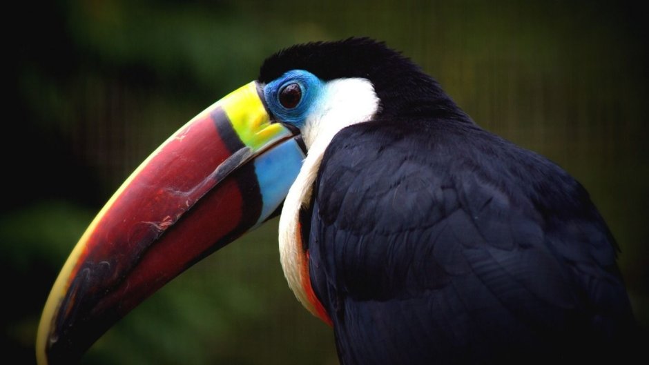 Тукан птица