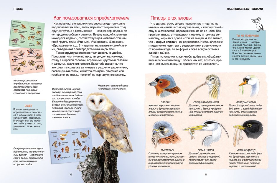 Птицы. Природа в деталях. Энциклопедия для детей. Определитель