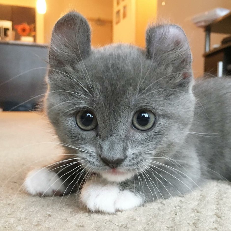 Манчкин кот дымчатый