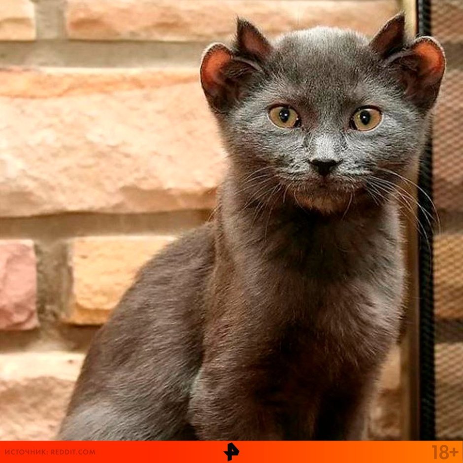 Красивая белая кошка