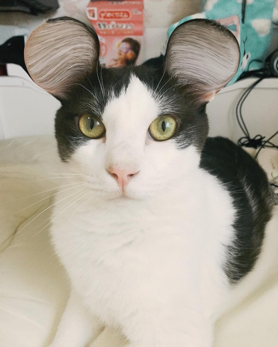 Шапочка котика