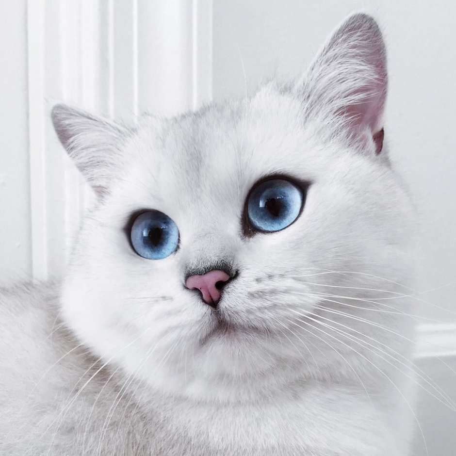 Котенок с круглыми ушами