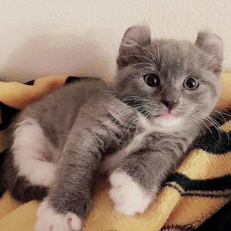 Котята породы кинкалоу