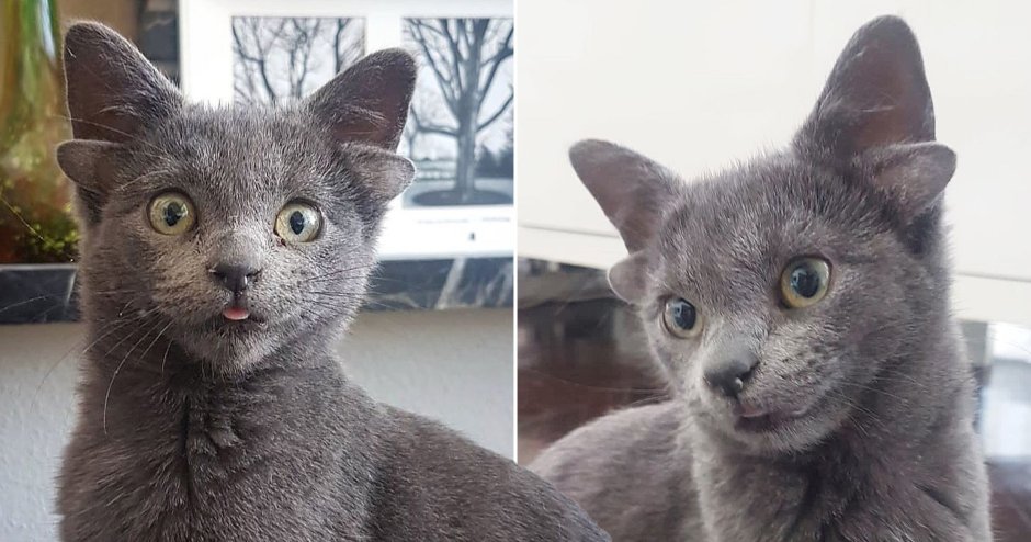 Кот йода с 4 ушами