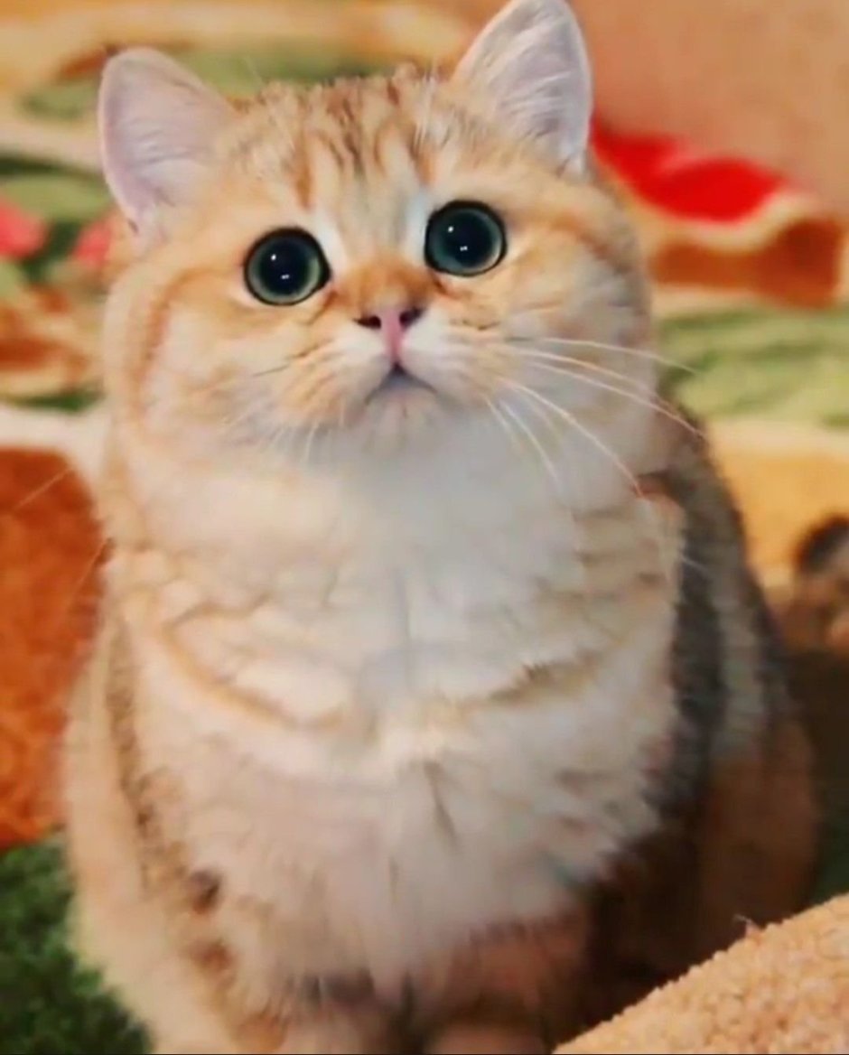Четырехухий кот йода