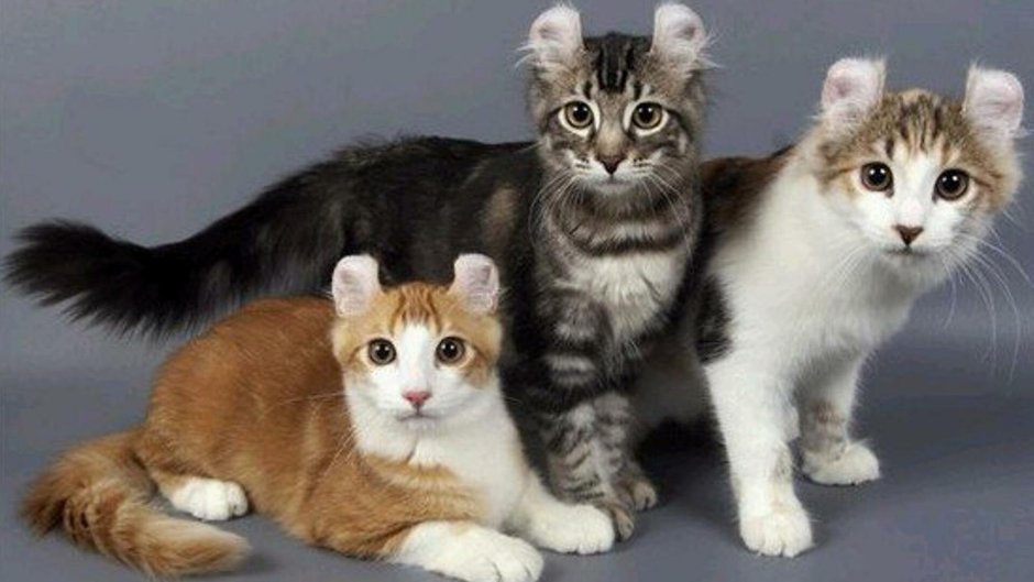 Большеухая кошка