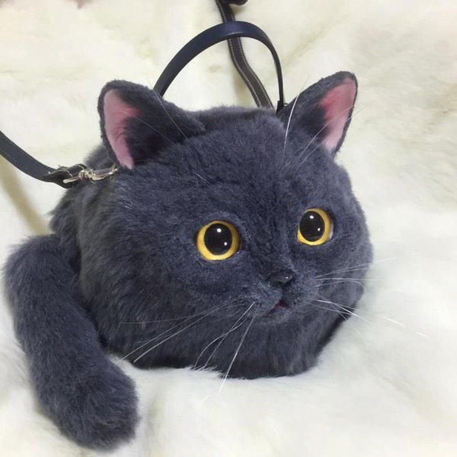 Милые котики