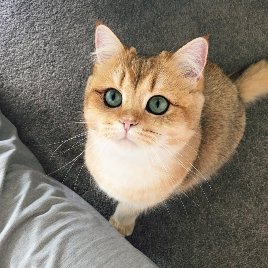 Котенок пикча