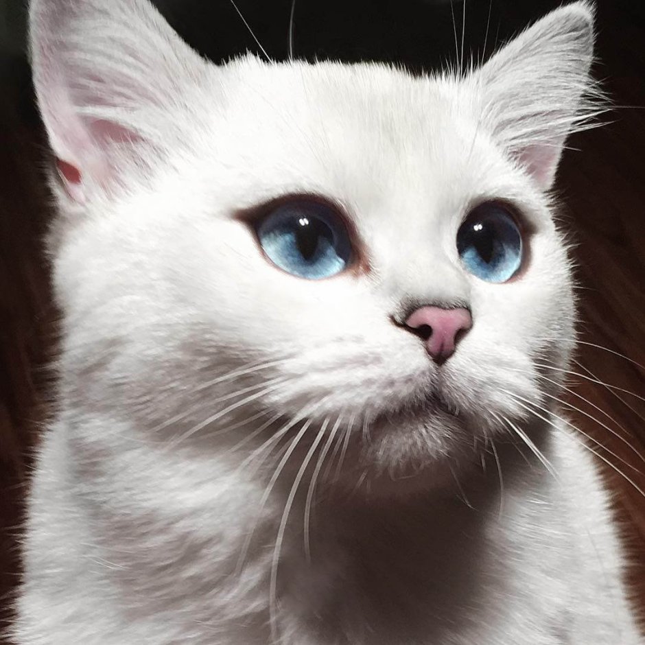 Американский кёрл котята короткошерстные