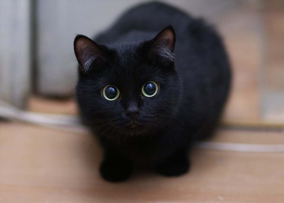 Коты с необычными глазами