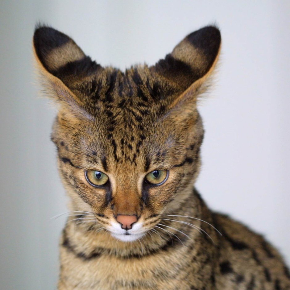 Бенгальская кошка (Prionailurus bengalensis)