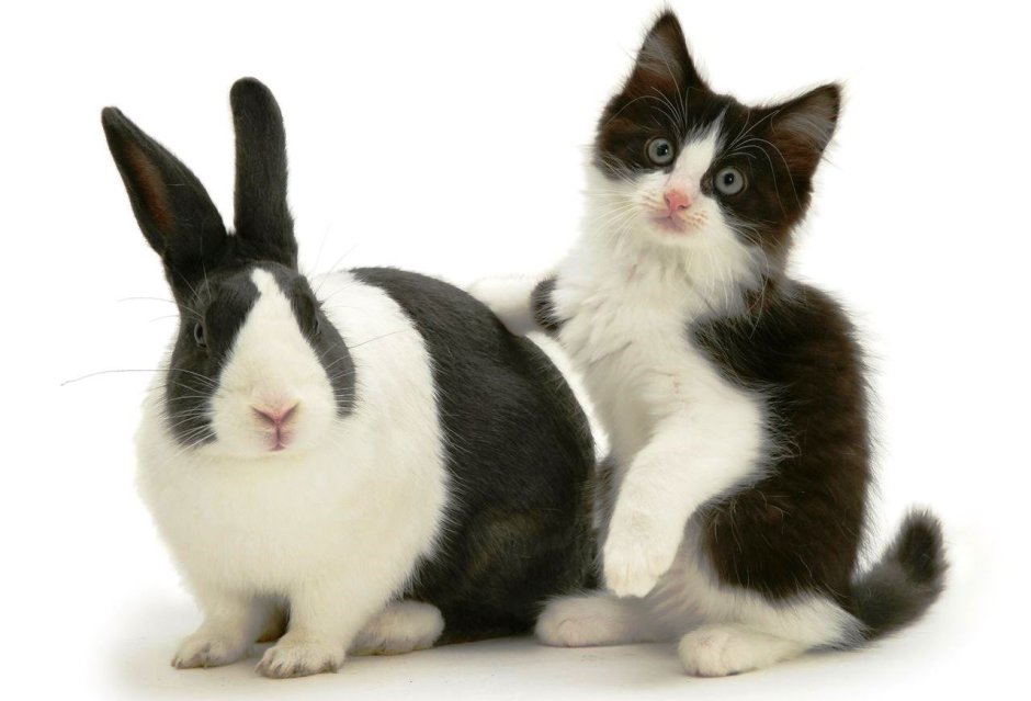Кот и кролик