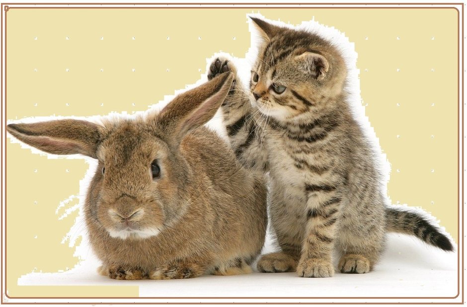 Кролик и котенок