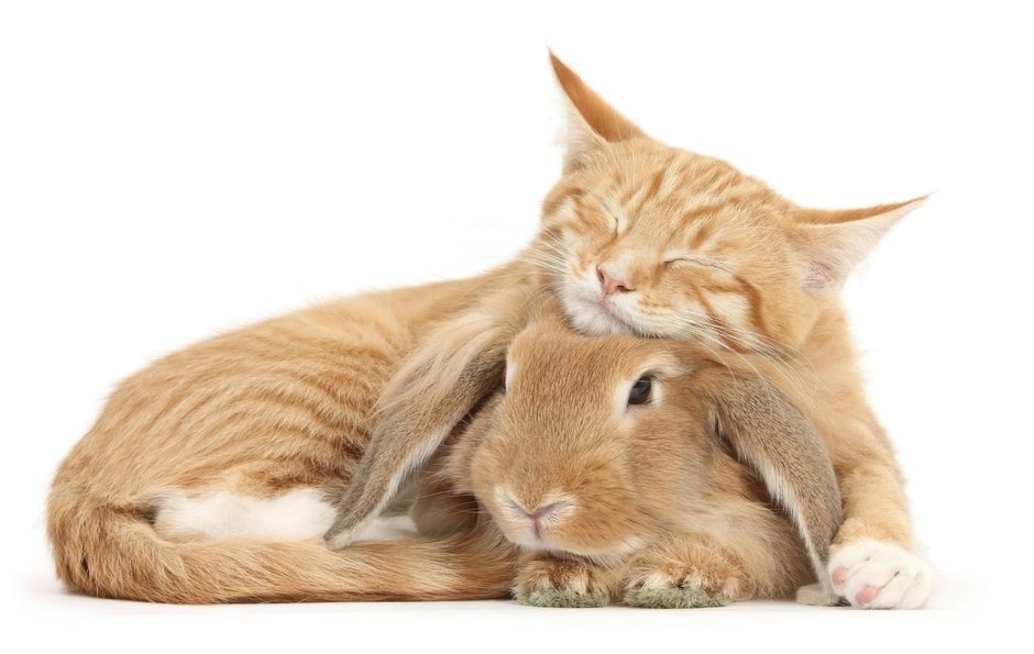 Котик обнимает зайку