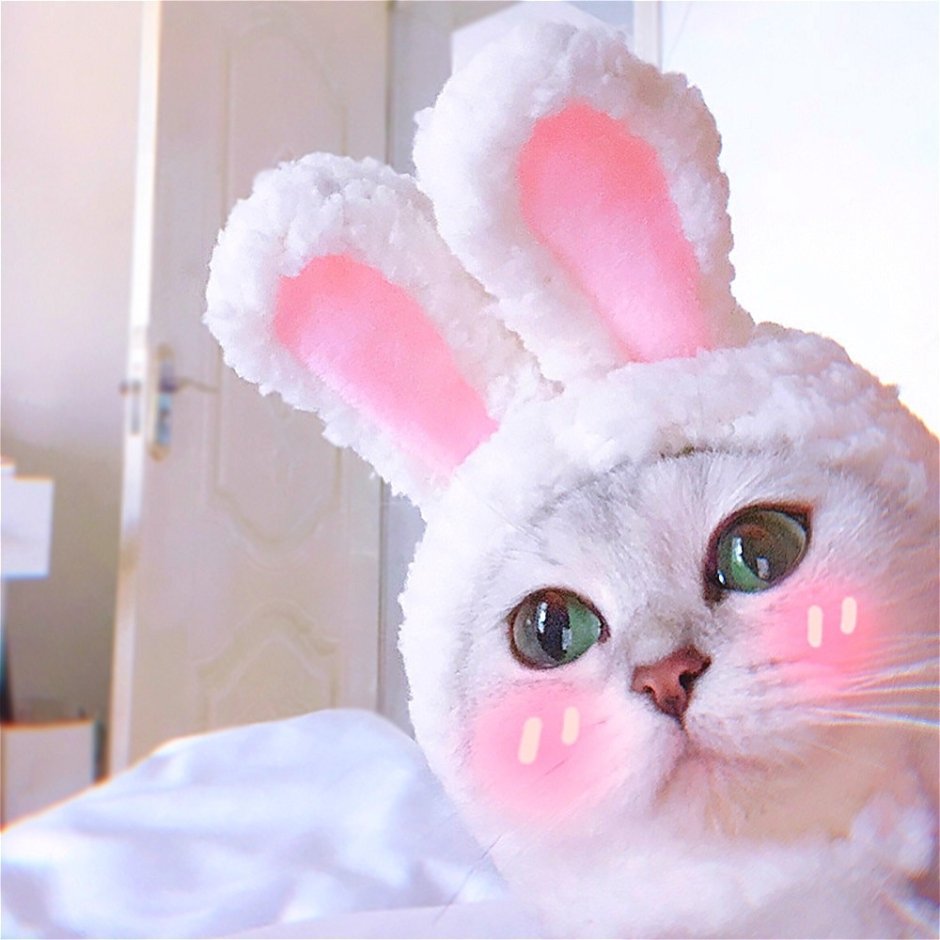 Котик с заячьими ушками