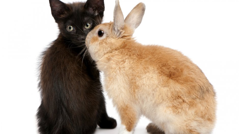 Котик и Зайка