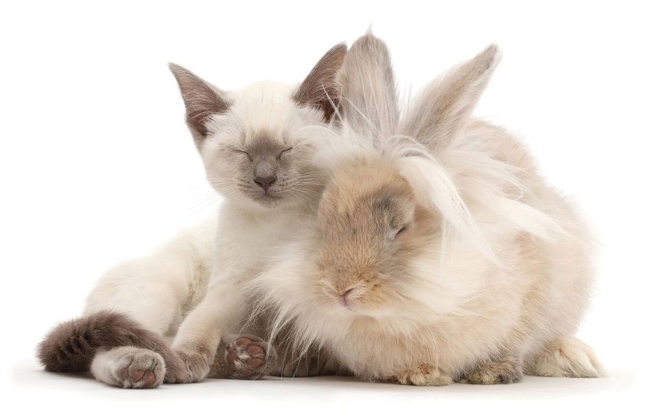 Зайчик и котенок