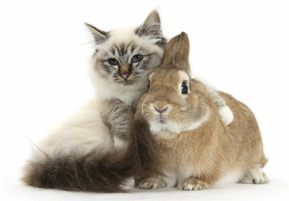 Котенок и Зайчонок
