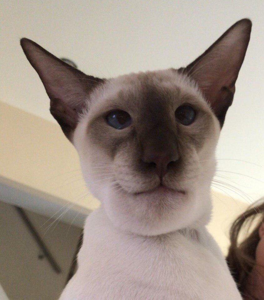 Кота ужалила пчела в нос