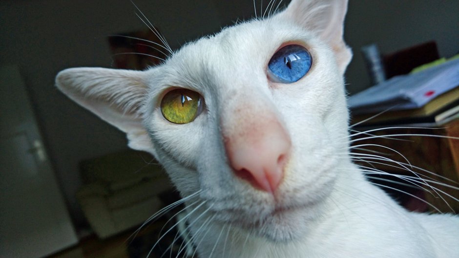 Ориентал косоглазый