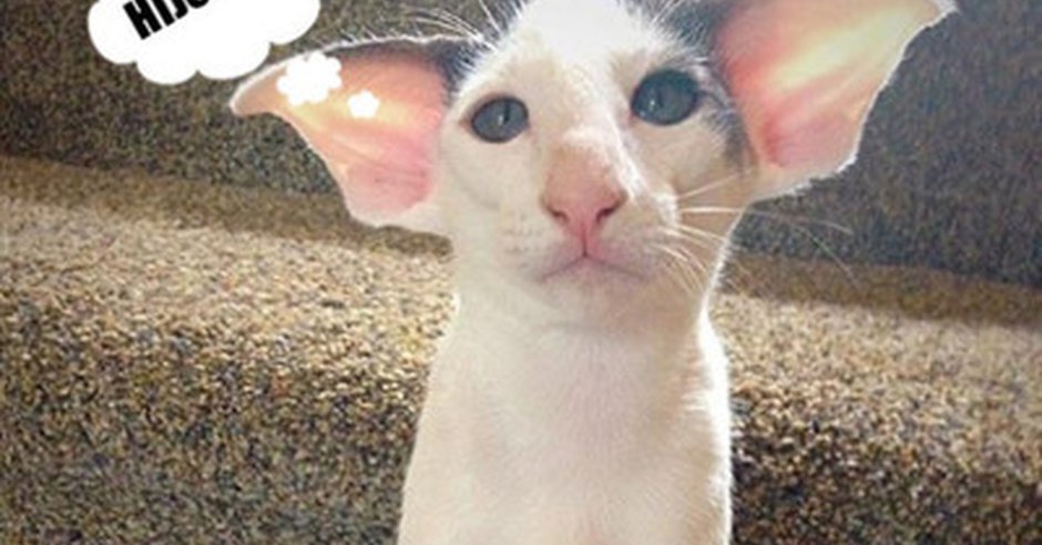 Кот похожий на Добби