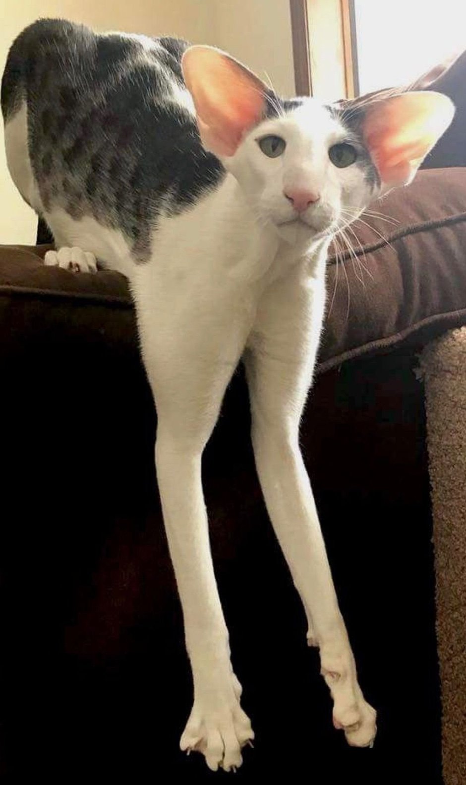 Ориентал Добби кошки