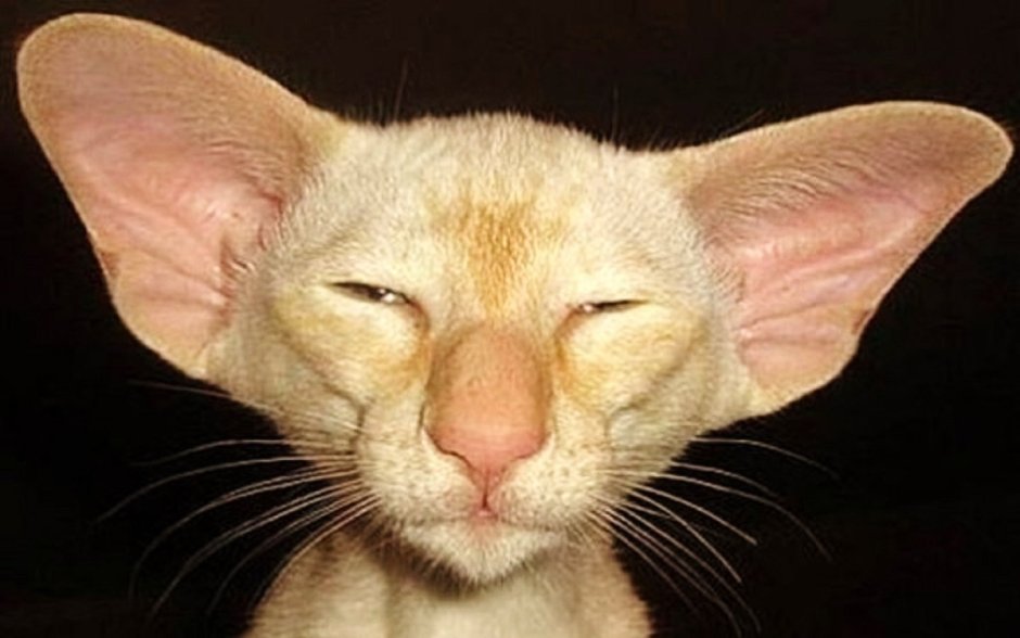 Говорите громче вас не слышно