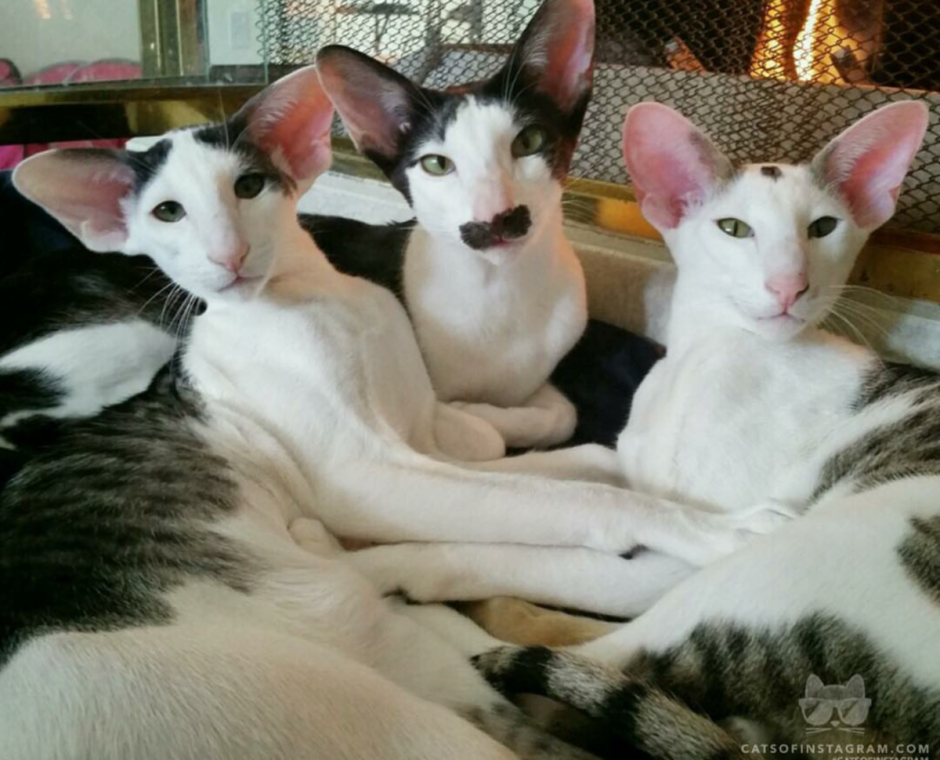 Коты ориенталы грузины