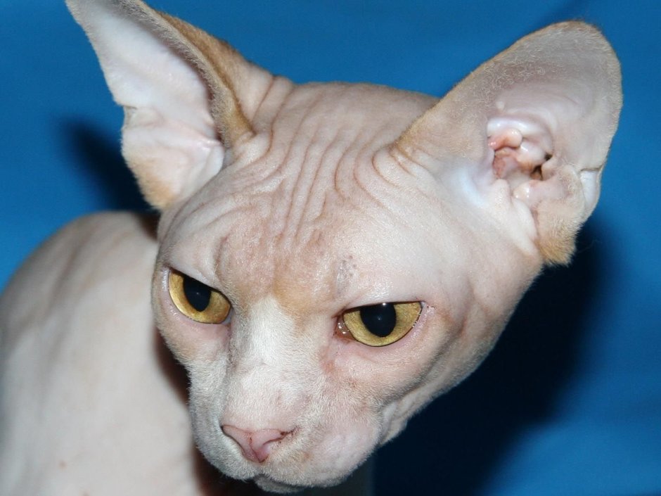 Глаза сфинкса