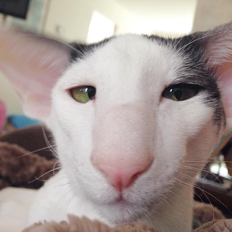 Ориентальный кот грузин