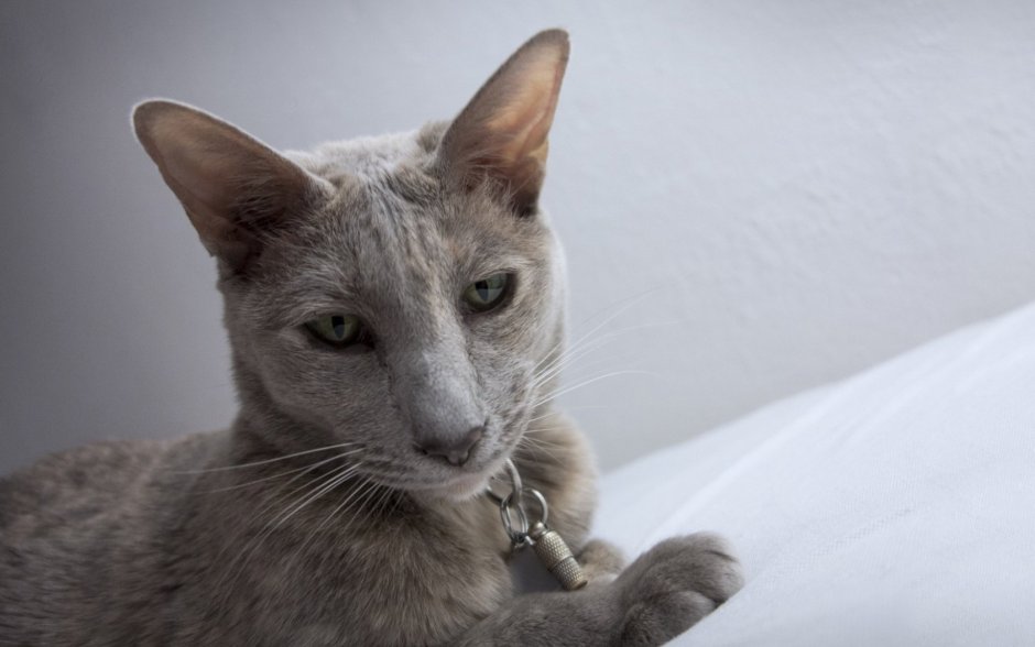 Корниш рекс грузин