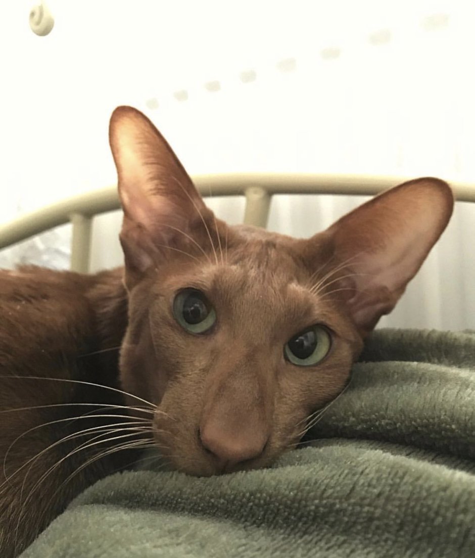 Ориентальный кот грузин