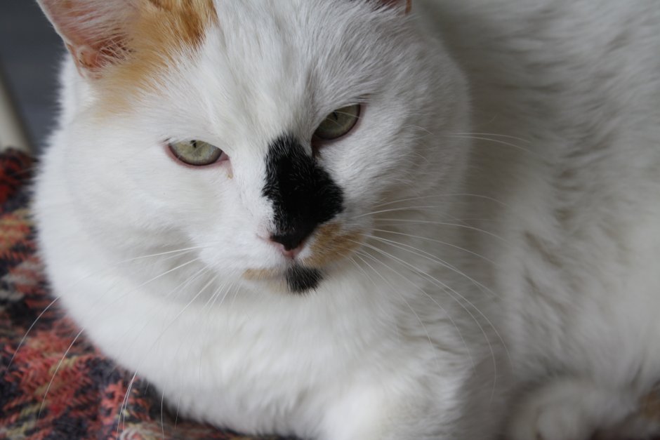 Черная кошка с белым носиком