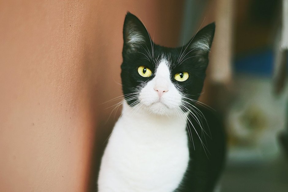 Черно белая кошка с желтыми глазами