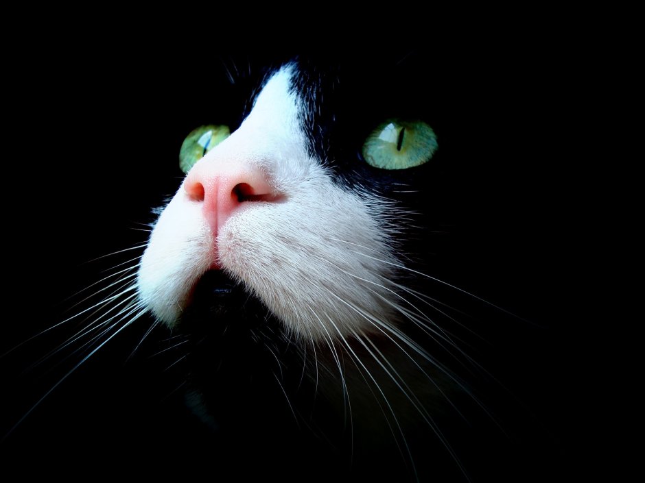 Морда кота черно белая