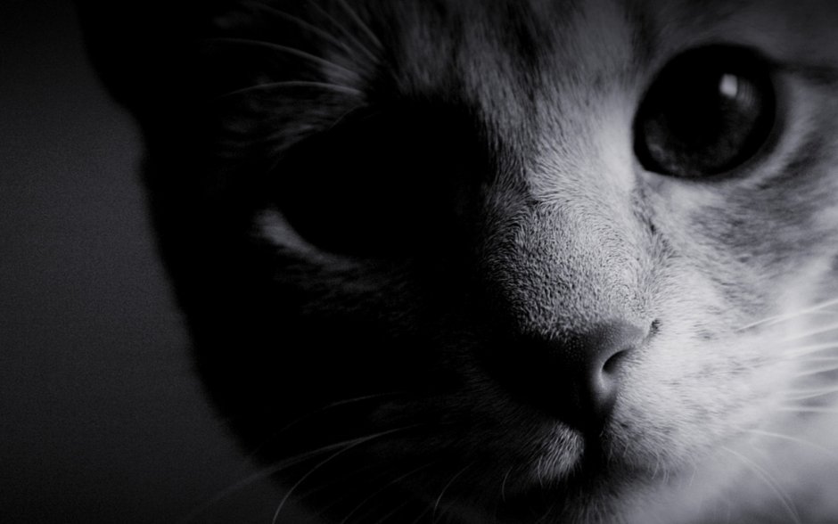 Черно белые картинки