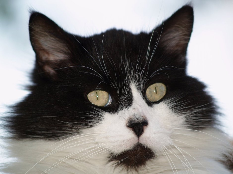 Классные белые коты