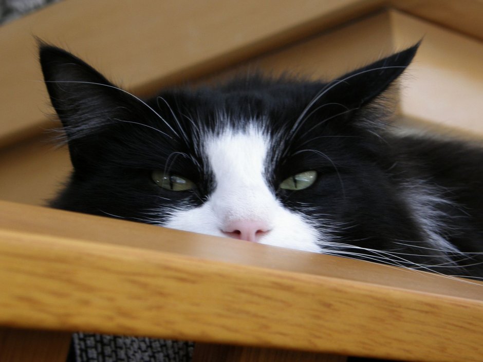 Черный котенок с белой мордочкой