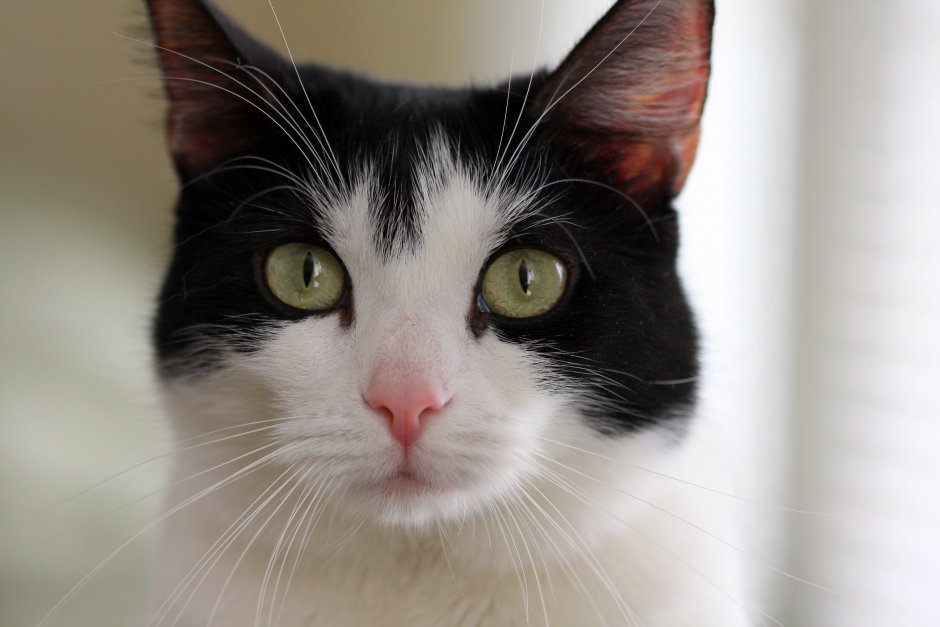 Кот с розовым носом