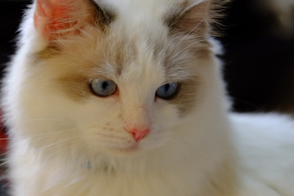 Рэгдолл кошка