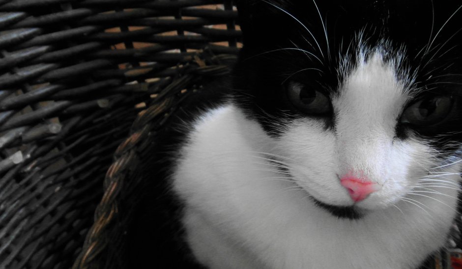 Животные с белым носом