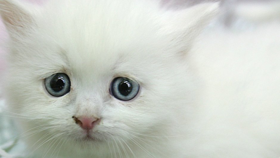 Khao Manee котята